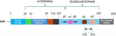 Dysbiosis of the gut microbiota and its effect on α-synuclein and prion protein misfolding: consequences for neurodegeneration